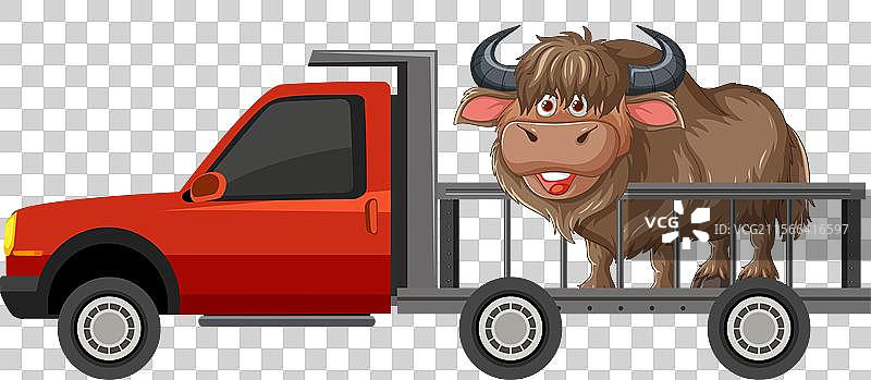 一头牦牛在红色皮卡车里图片素材