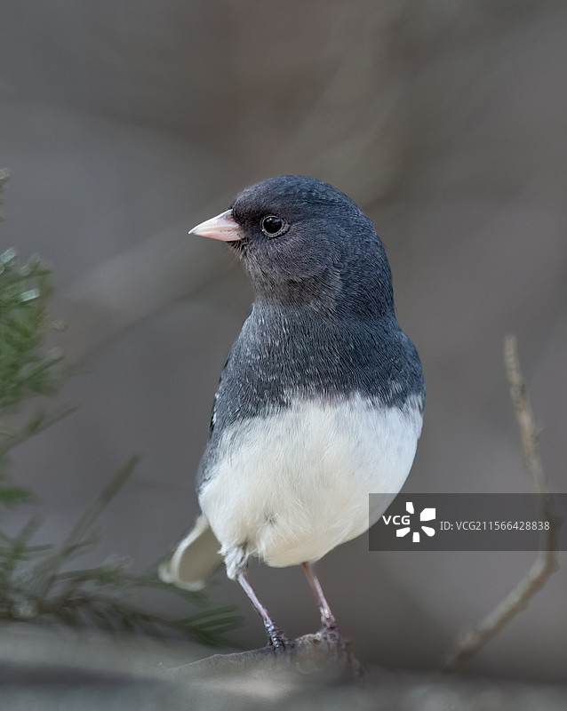 美国的鸣禽特写图片素材