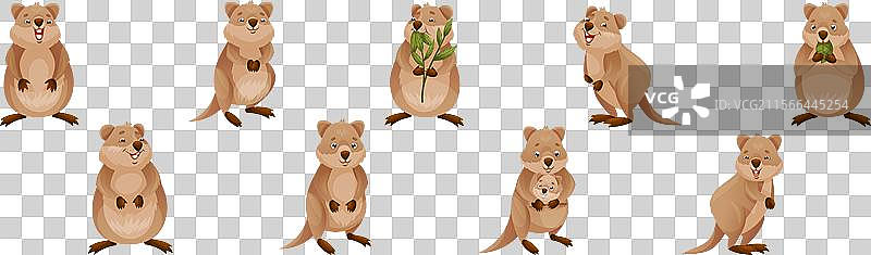 搞笑的短尾灌木袋鼠夸克动物图片素材