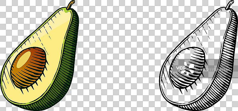 热带鳄梨常绿水果植物孤立图像图片素材