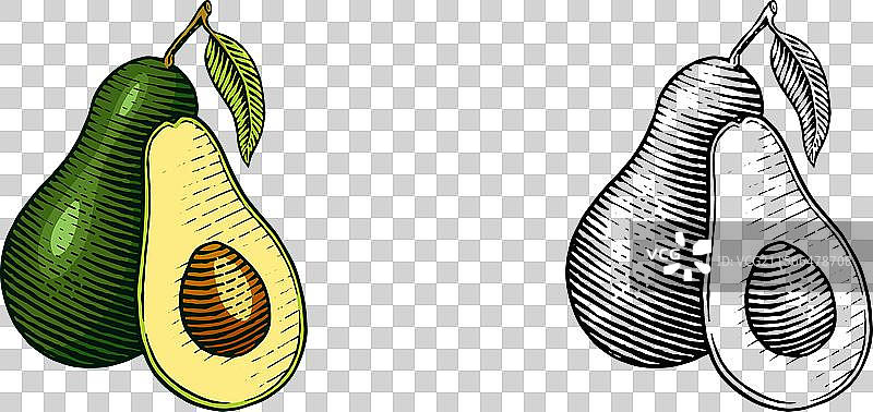 热带鳄梨常绿水果植物孤立图像图片素材