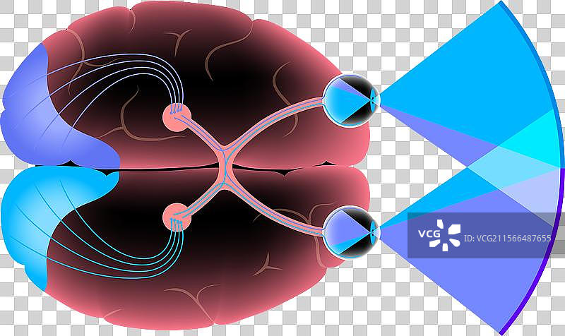 视神经解剖学图片素材