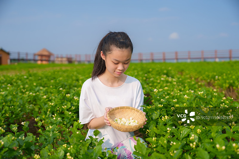 小女孩在茉莉花种植园里图片素材