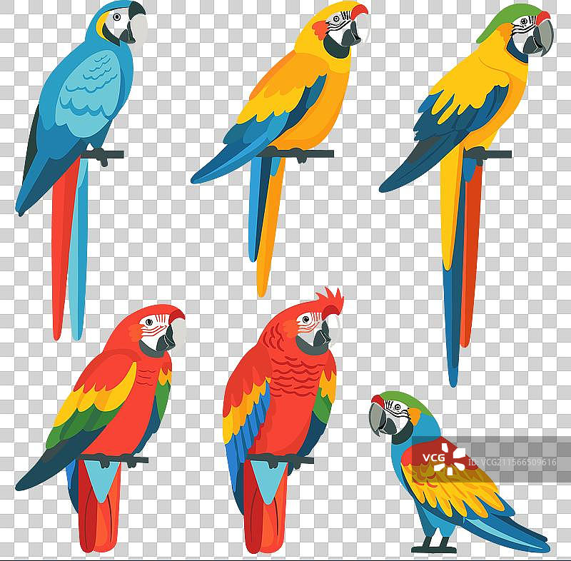 色彩鲜艳的鹦鹉以多种姿势栖息图片素材