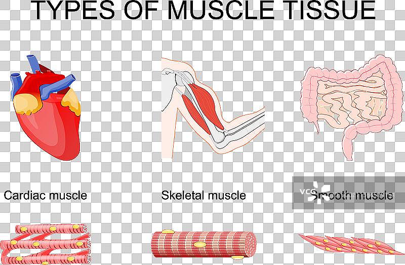 肱二头肌中的骨骼肌 心脏肌肉中的图片素材