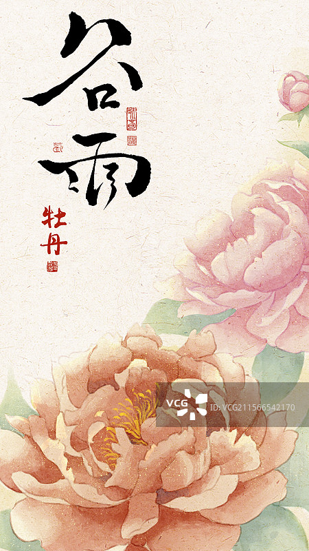 谷雨•牡丹图片素材