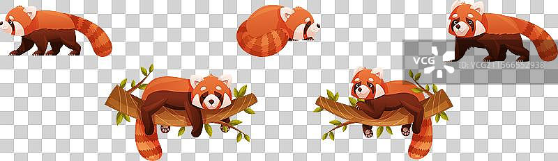 可爱的红熊猫，作为一种小型毛茸茸的哺乳动物，带有图片素材