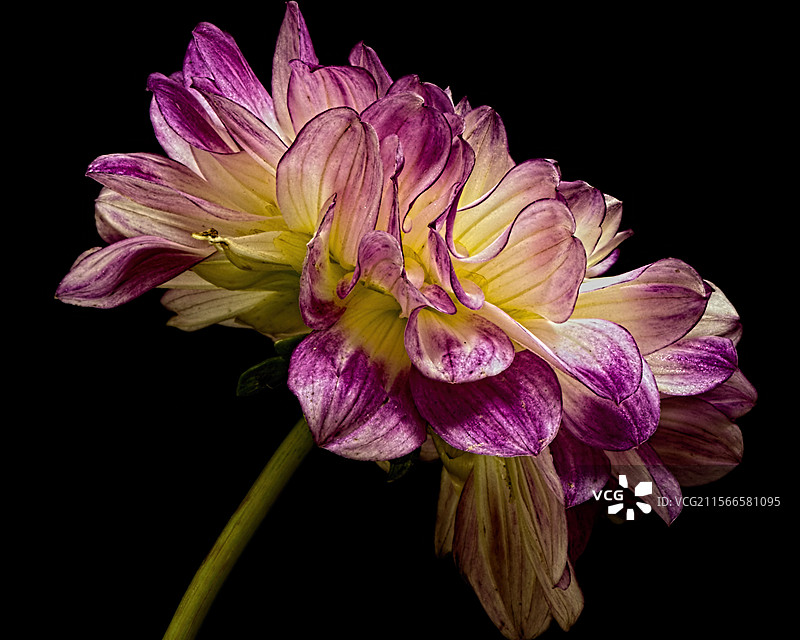 粉色花朵特写，背景为黑色，威斯康星州，美国图片素材