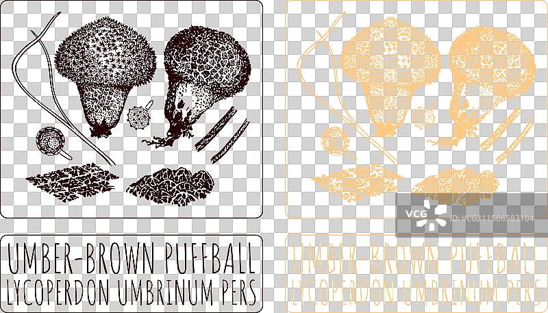 手绘的赭褐色毛球图片素材