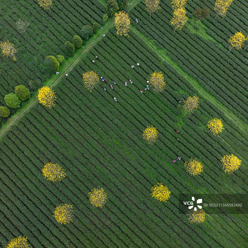 茶园全景航拍图片素材