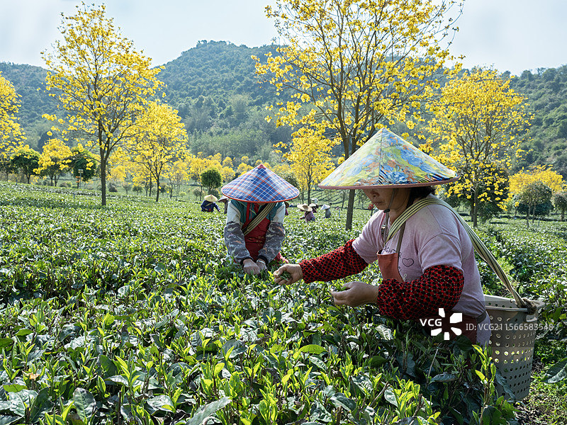 茶园采茶图片素材