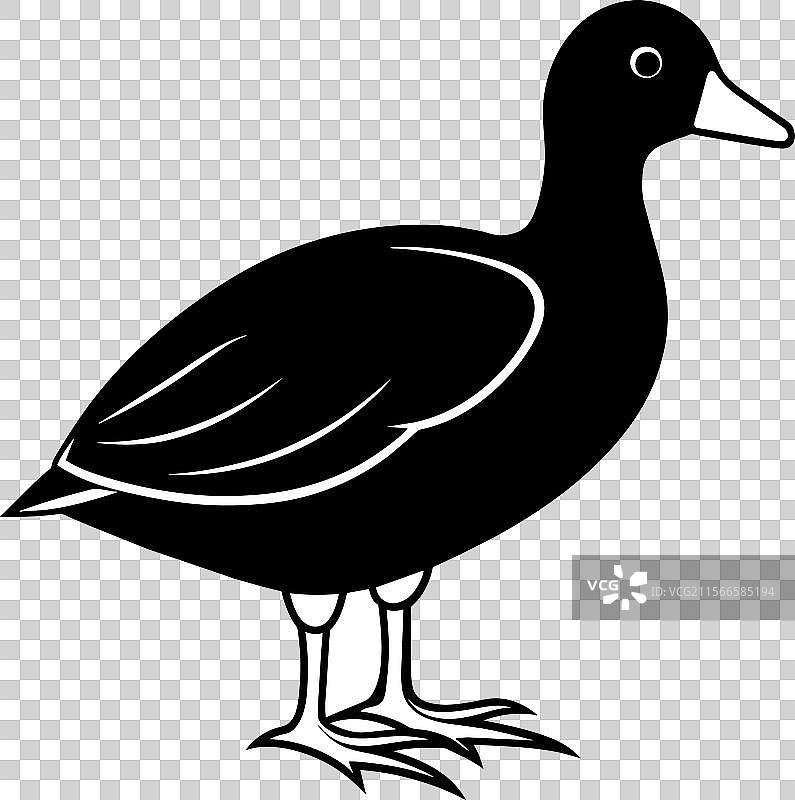 美洲黑水鸡鸟图标图片素材
