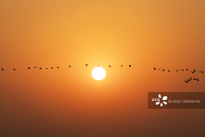 山东东营黄河入海口鸟群迁徙图片素材