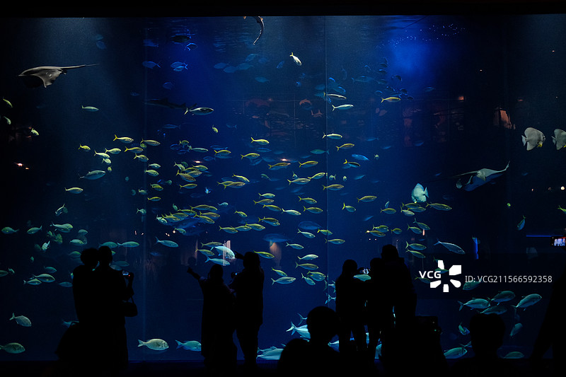 水族馆的海底世界观众图片素材