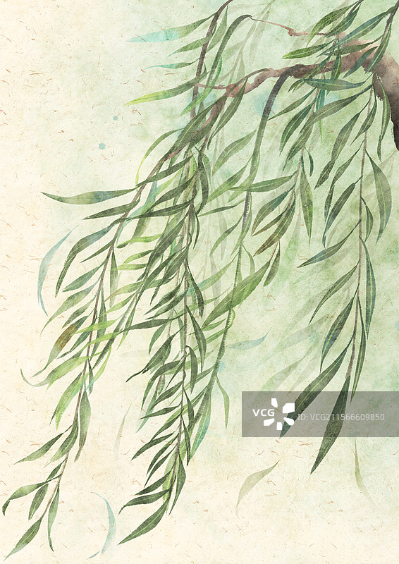 春天柳树柳叶古风插画图片素材