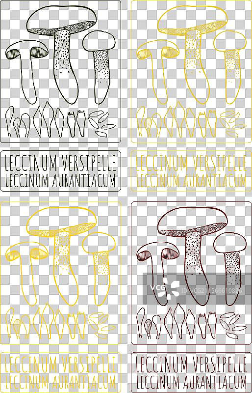 各种类型的绘画白蘑菇图片素材