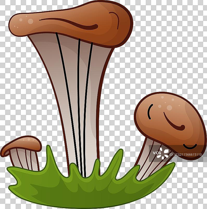 孤立的牡蛎蘑菇图片素材