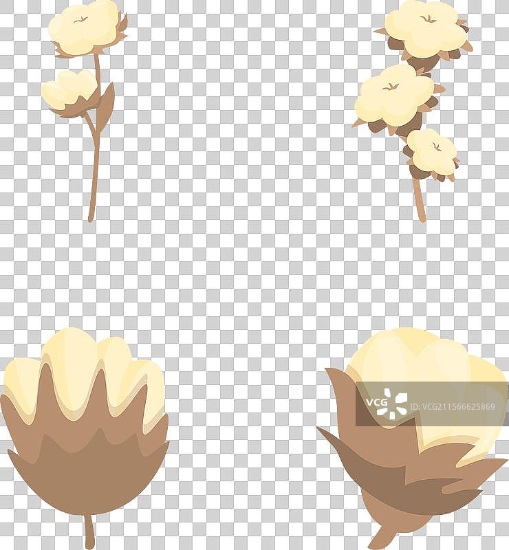 一组棉花果荚图片素材