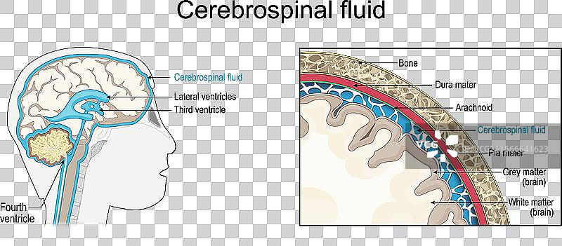 人类脑脊液的横截面图片素材