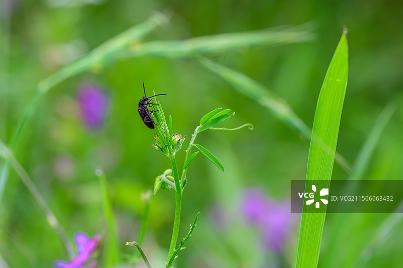 草尖的黄守瓜图片素材