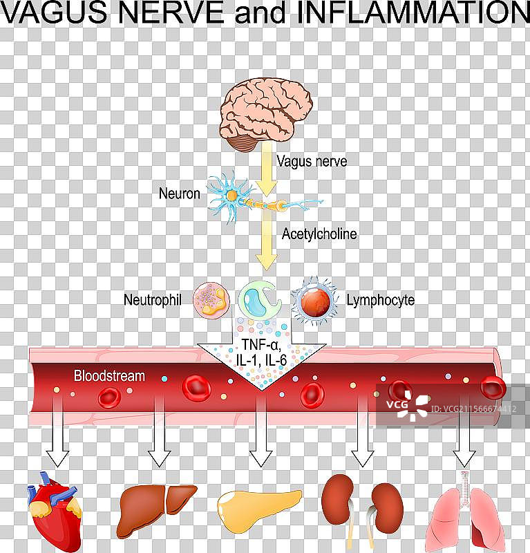 迷走神经与炎症图片素材
