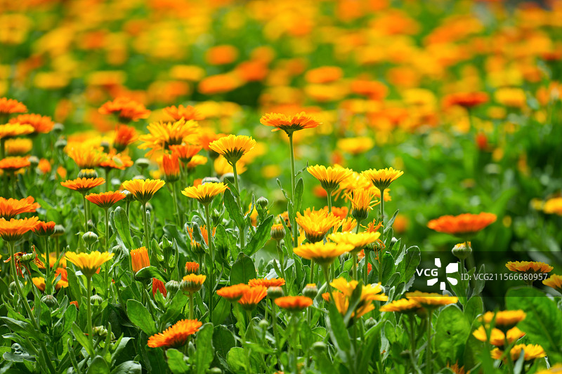 金盏花海图片素材