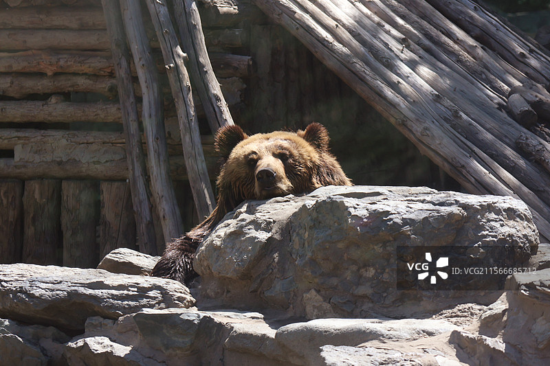 动物园里的棕熊图片素材