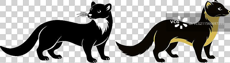 探索北美松鼠的栖息地图片素材