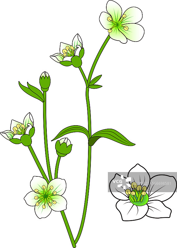 白色绿芯花朵图片素材