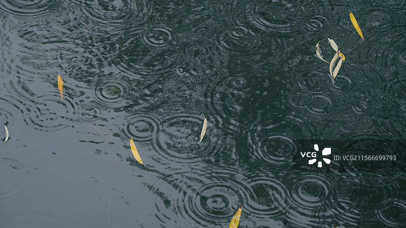 西安秋景秋雨​​水面落叶秋意｜雨滴涟漪与枯黄叶片的动态共生​​图片素材