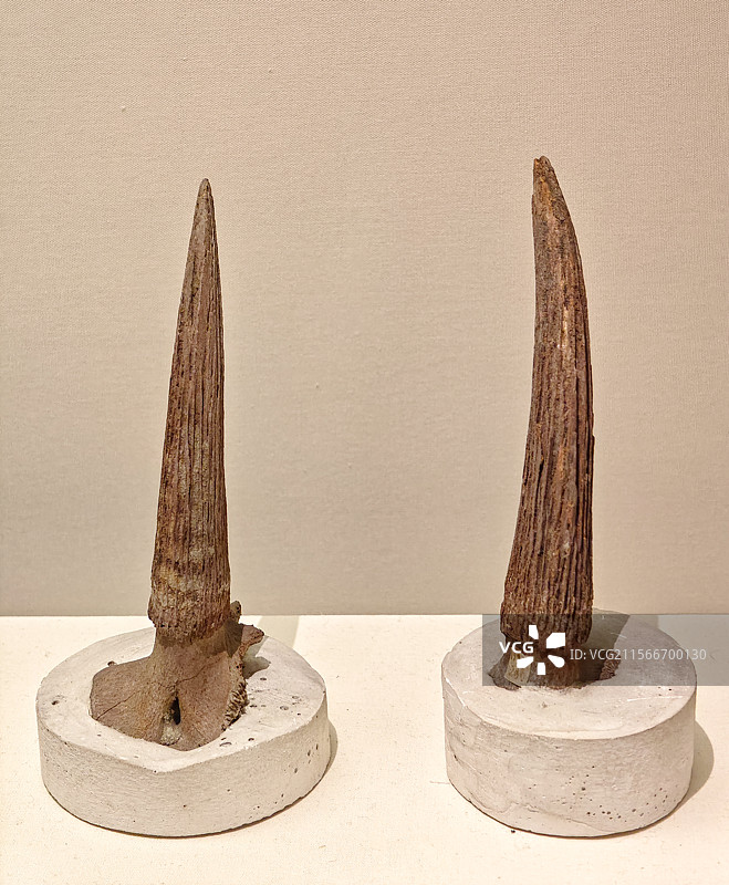 剑齿虎牙化石-国家博物馆图片素材