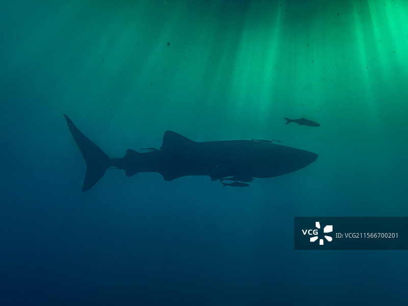 巨型海洋温柔巨人：鲸鲨的神秘剪影图片素材