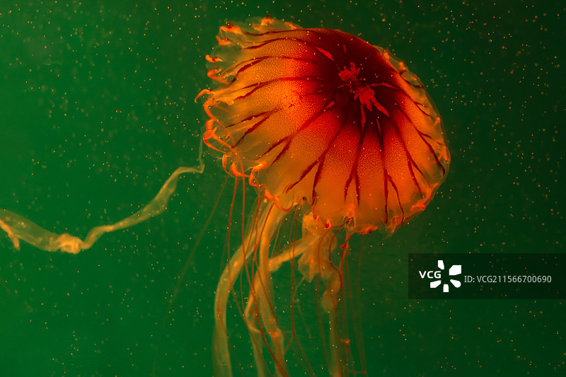 杭州极地海洋公园的水母图片素材