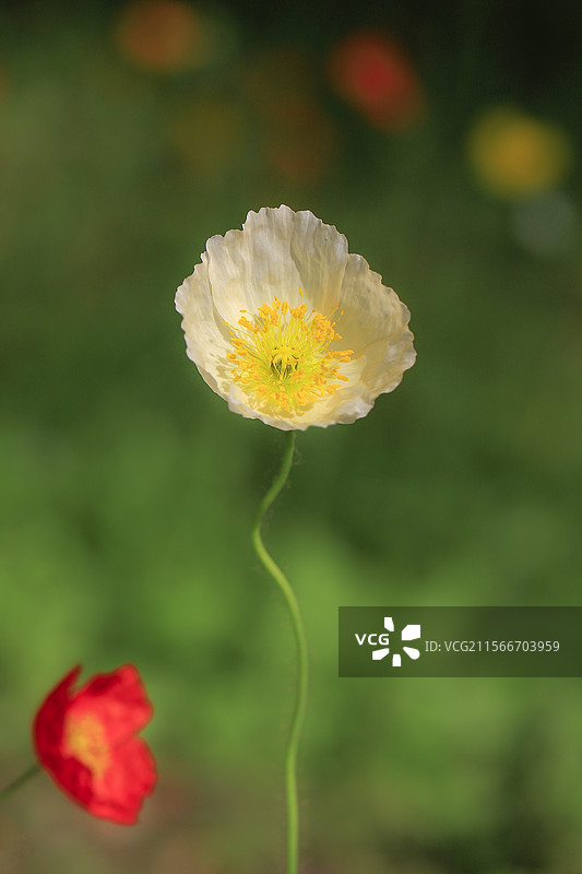 亭亭玉立一朵纤细美丽的虞美人花图片素材