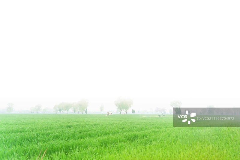 清明节，背景，雾中的麦田与绿化树图片素材