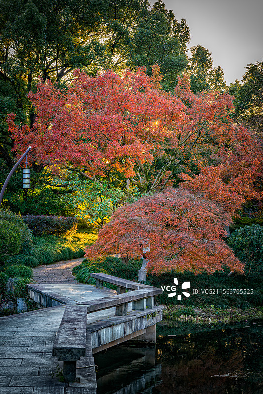 杭州西湖杭州花圃秋天的景色图片素材