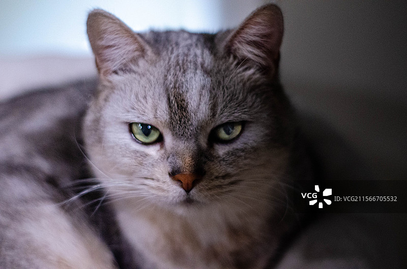 猫的脸部特写图片素材