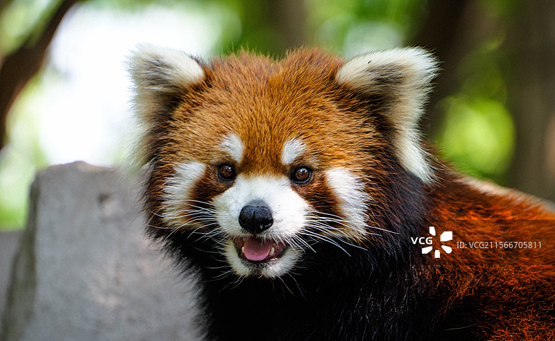 微笑的小熊猫正面图片素材