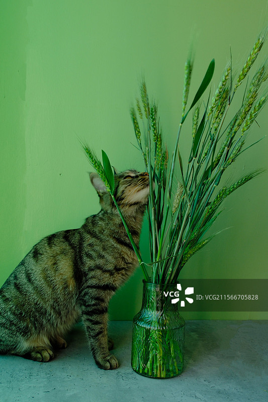 室内绿色背景。狸花猫。麦穗。玻璃花瓶。油画风格。宠物头像图片素材