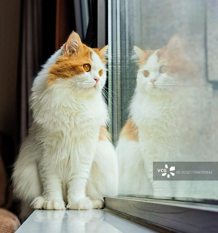 可爱的猫咪图片素材