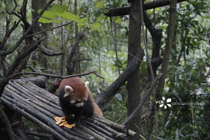 森林里小熊猫吃东西的特写低角度图片素材