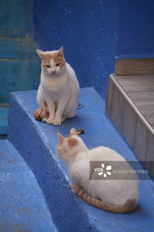 摩洛哥蓝色小镇舍夫沙万猫咪图片素材