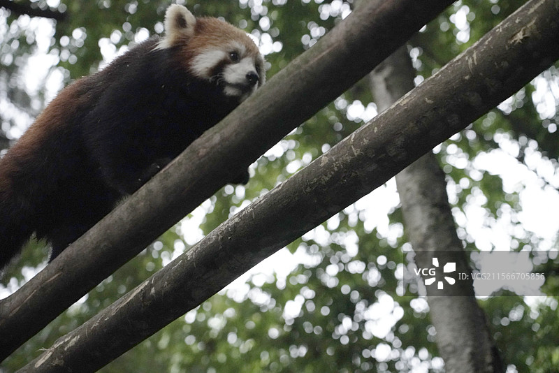 森林里小熊猫吃东西的特写低角度图片素材