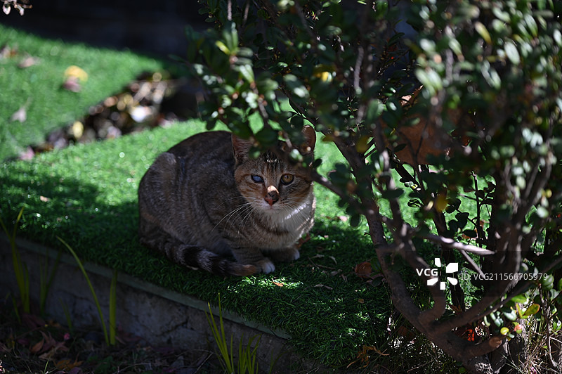 “异瞳”小猫图片素材