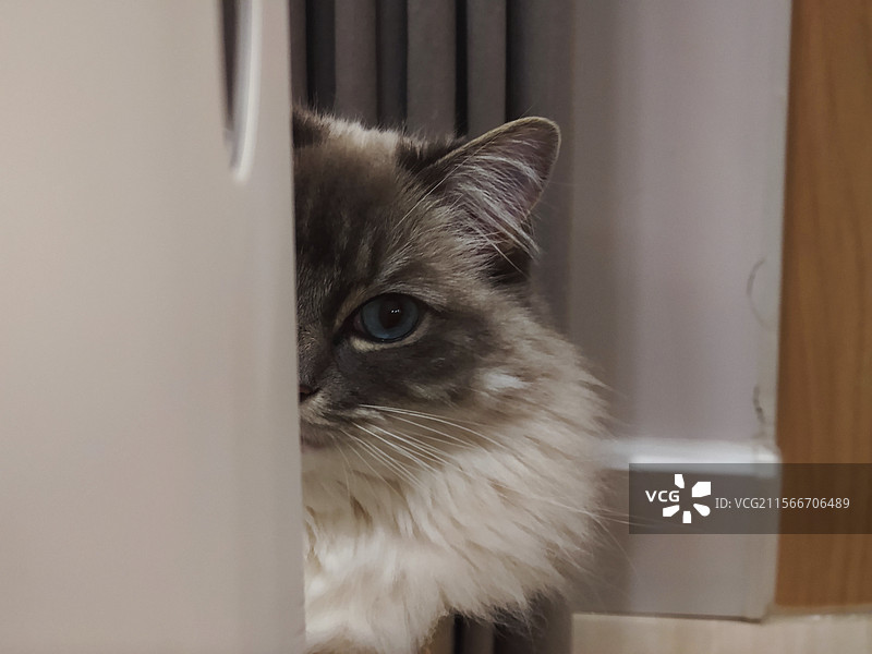 布偶猫图片素材