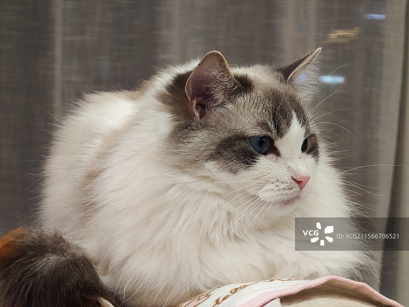 布偶猫图片素材