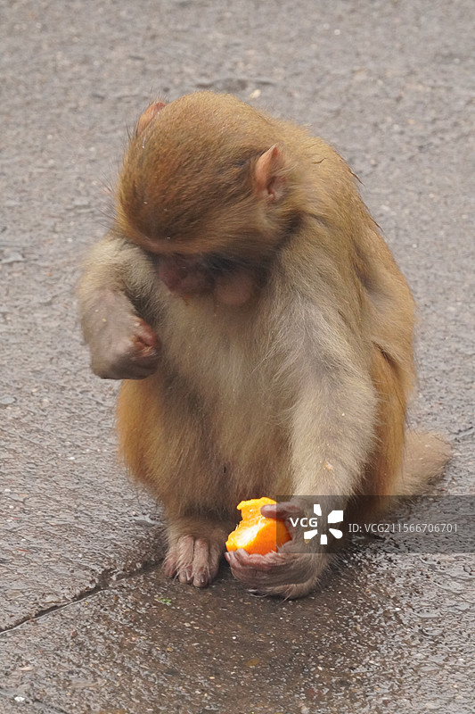 吃东西的猕猴图片素材