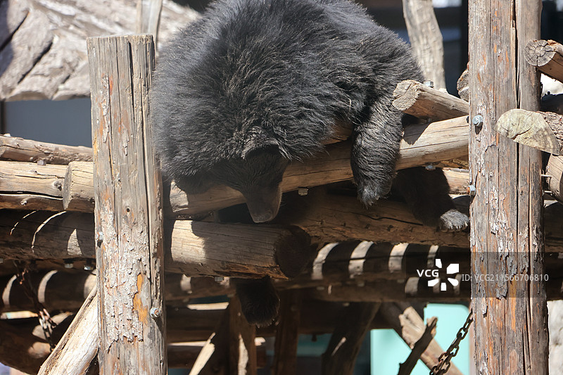 动物园里的棕熊图片素材