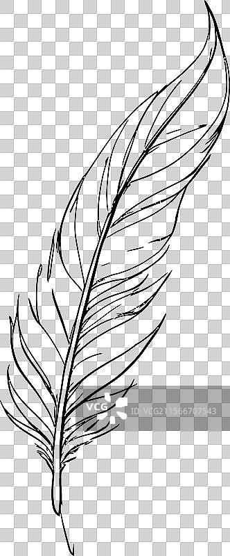 手绘黑白鸟羽图片素材