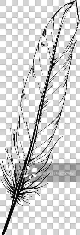 手绘黑白鸟羽图片素材